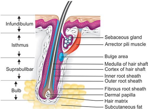 anatomi rambut