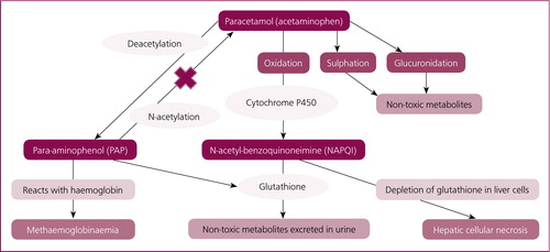 paracetamol-pathway